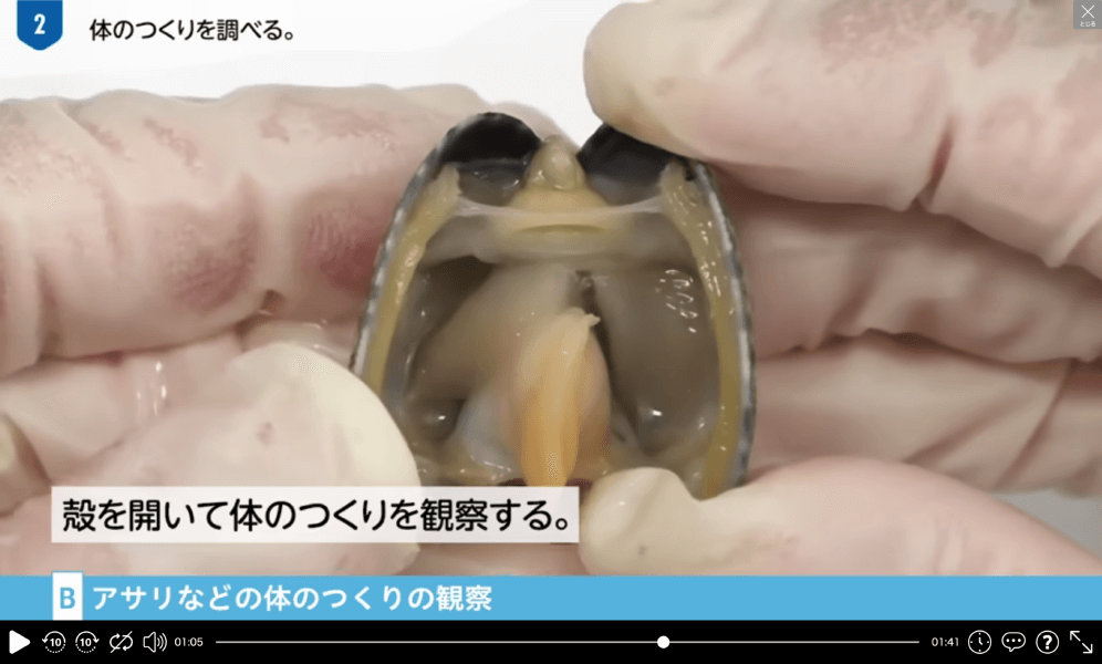 観察・実験映像|無脊椎動物の観察