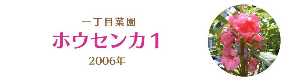ホウセンカ１｜一丁目菜園
