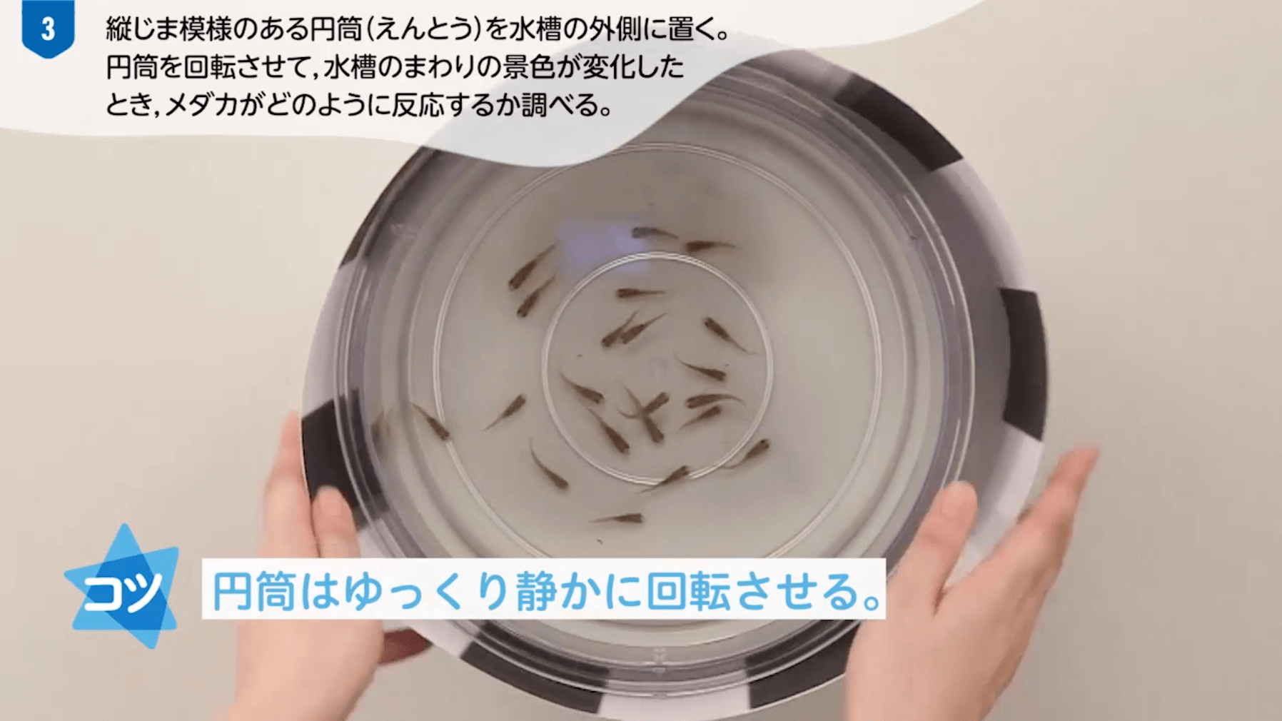 メダカの反応のやってみよう