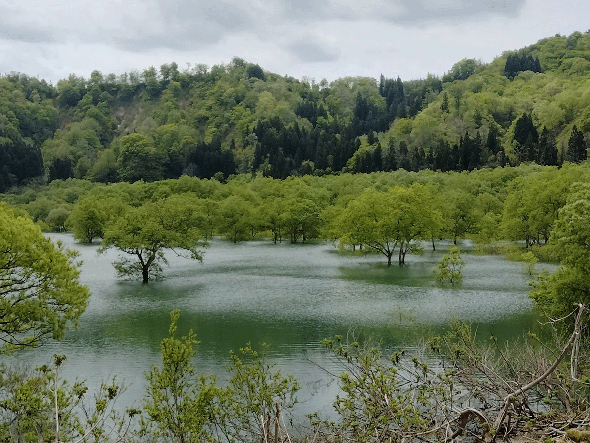 白川湖の水没林