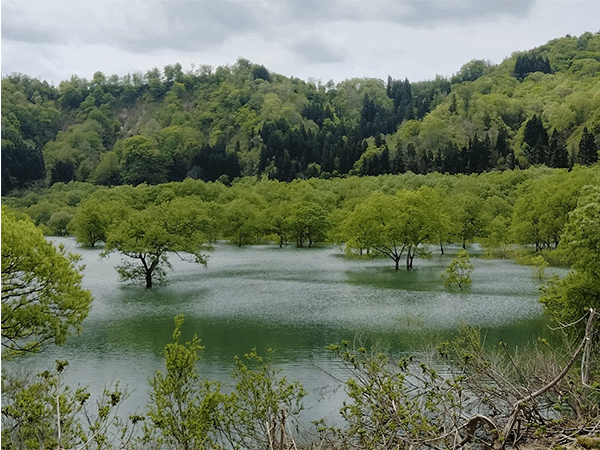 白川湖の水没林