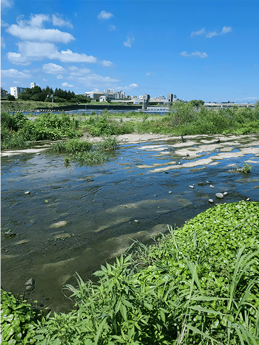 多摩川の地層｜上総層群飯室層砂質泥岩層