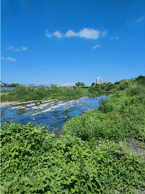 多摩川の地層｜上総層群飯室層砂質泥岩層その2