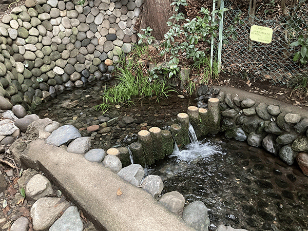 お鷹の道・真姿の池湧水群