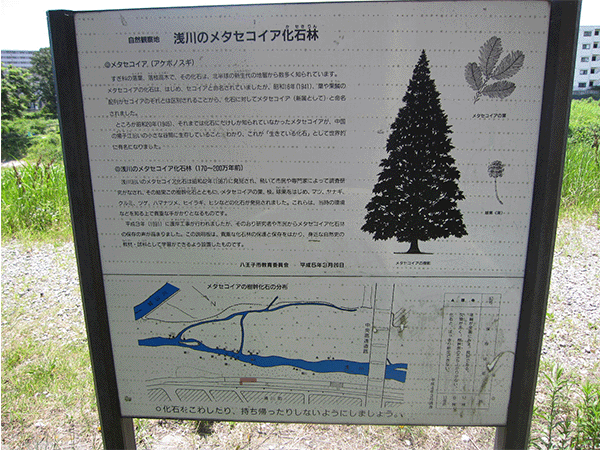 浅川のメタセコイア化石林