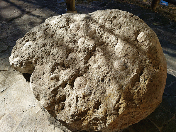化石公園の化石床