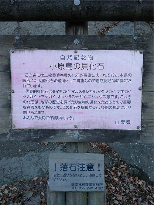 小原島の砂岩層（貝化石）その2