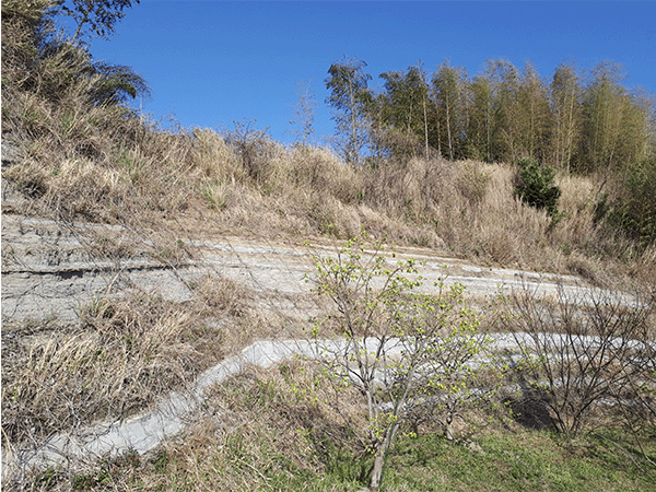 掛川層群｜掛川市上張