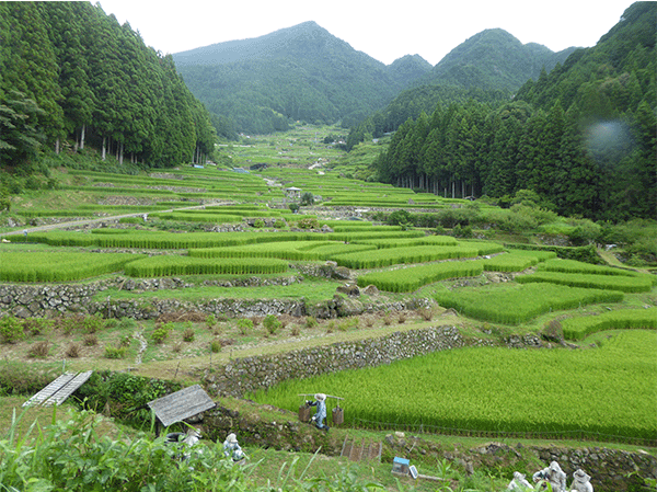 四谷千枚田　土石流地形