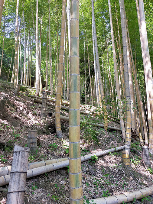高良山モウソウキンメイチク林