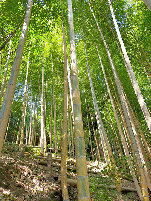高良山モウソウキンメイチク林その2