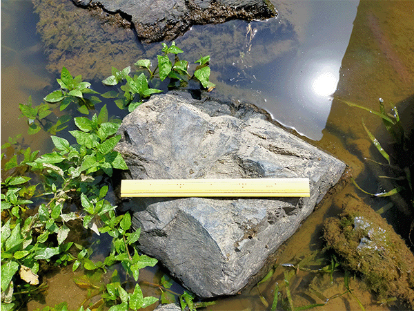 遠賀川｜中流その2