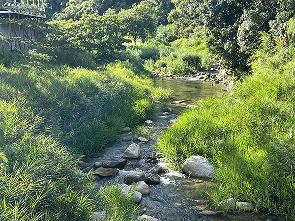 室見川｜上流
