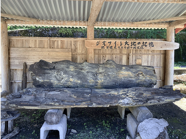 松尾の埋没木