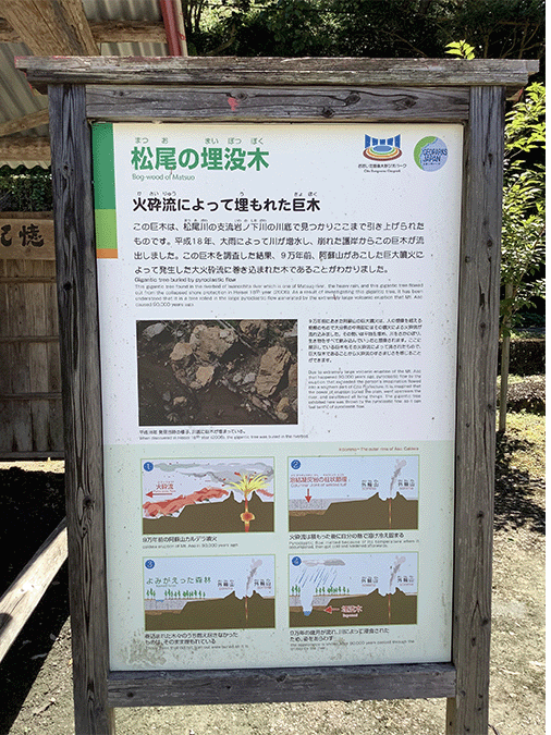 松尾の埋没木その2