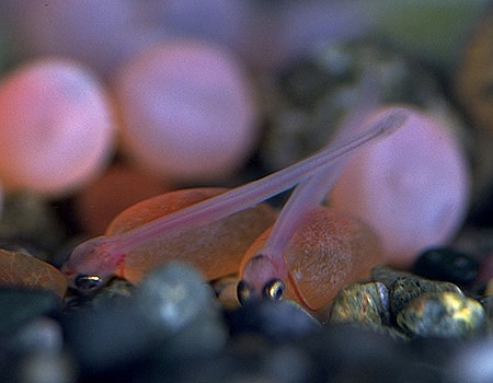 孵化直後の稚魚