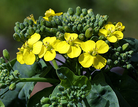 花