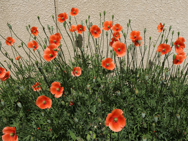 花
