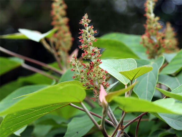 雌花