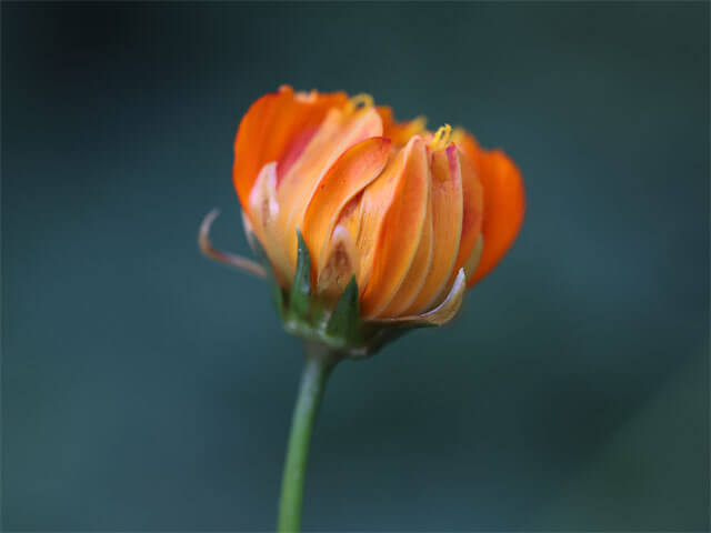 夜の花