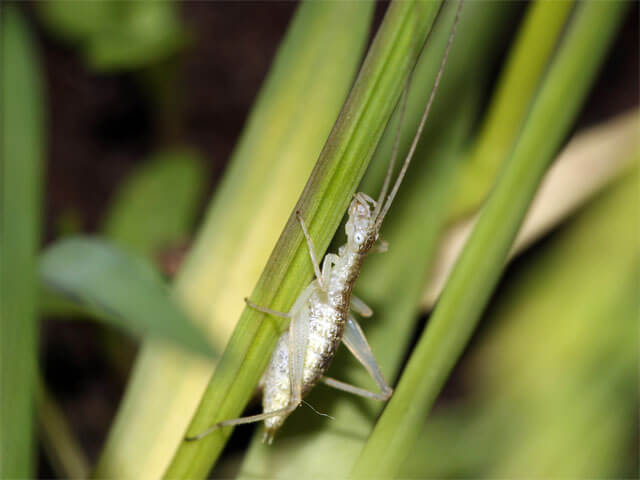 ３齢幼虫