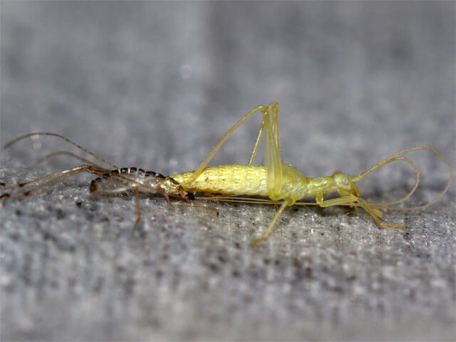 ４齢幼虫に