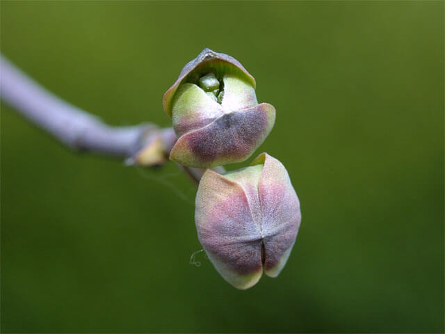 花芽