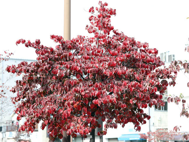 紅葉