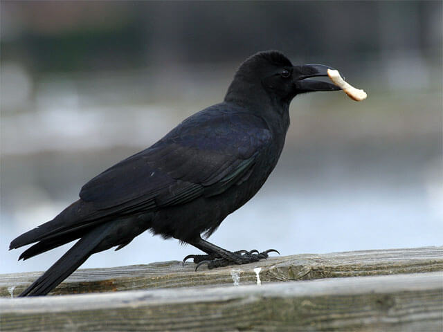 カラス