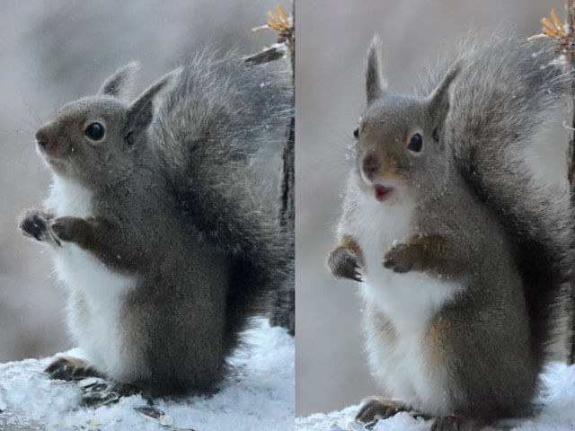 ニホンリス２